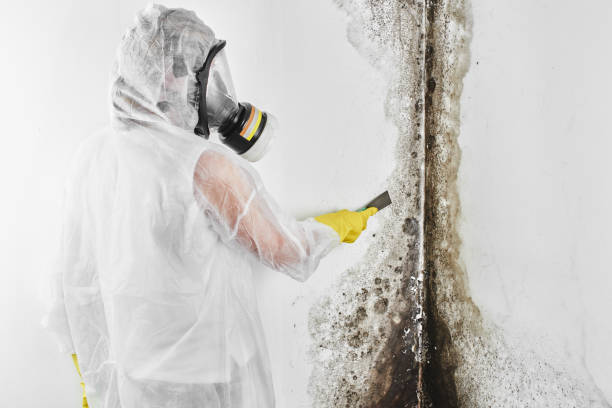 Trusted Sulphur, LA Mold Removal Experts