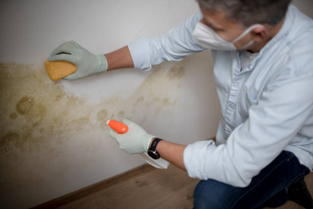 Best Attic Mold Removal  in Sulphur, LA