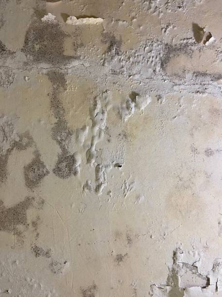 Best Local Mold Removal Service  in Sulphur, LA