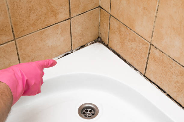 Best Toxic Mold Removal  in Sulphur, LA